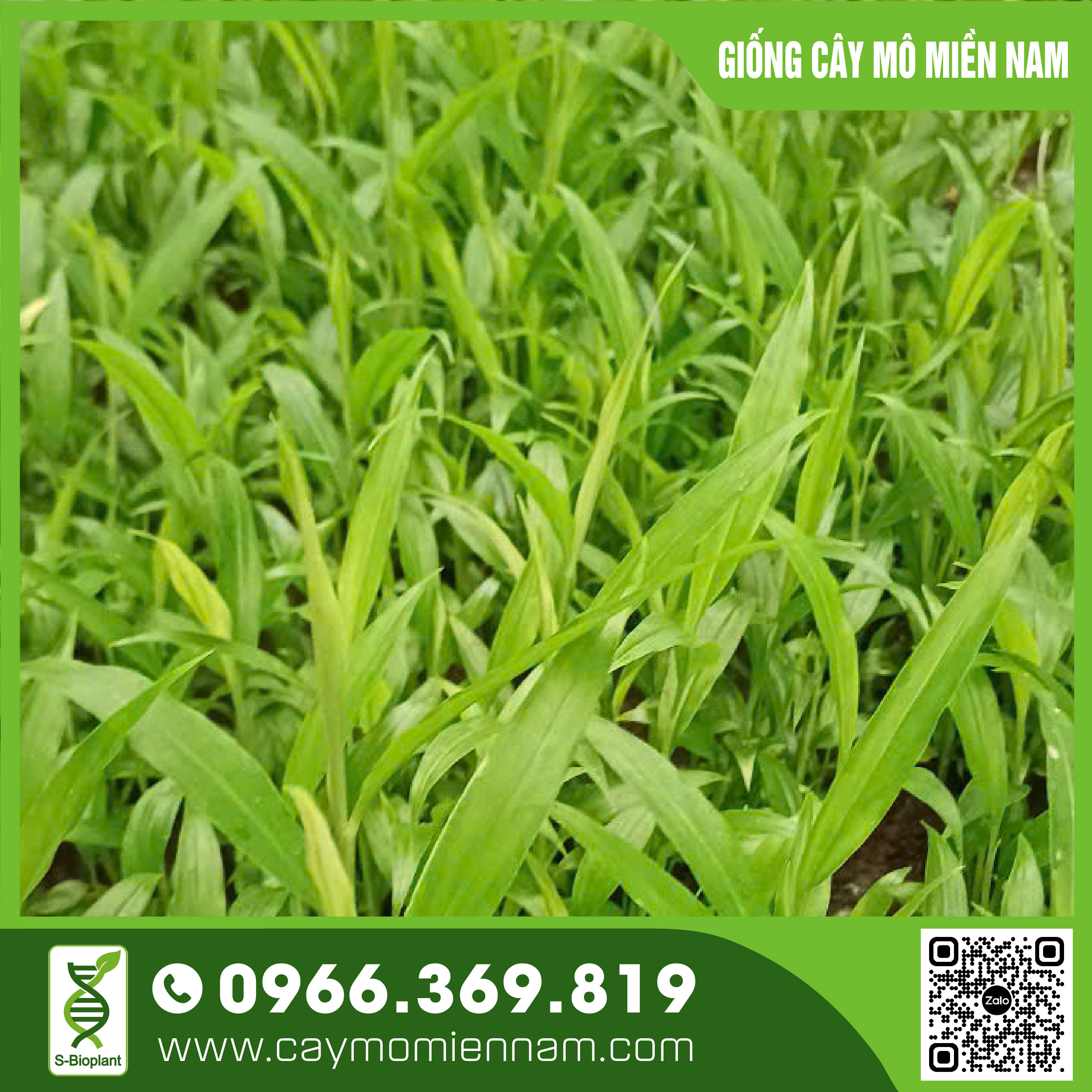 Cây gừng trâu