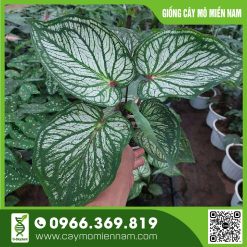 Cây thiên nga trắng