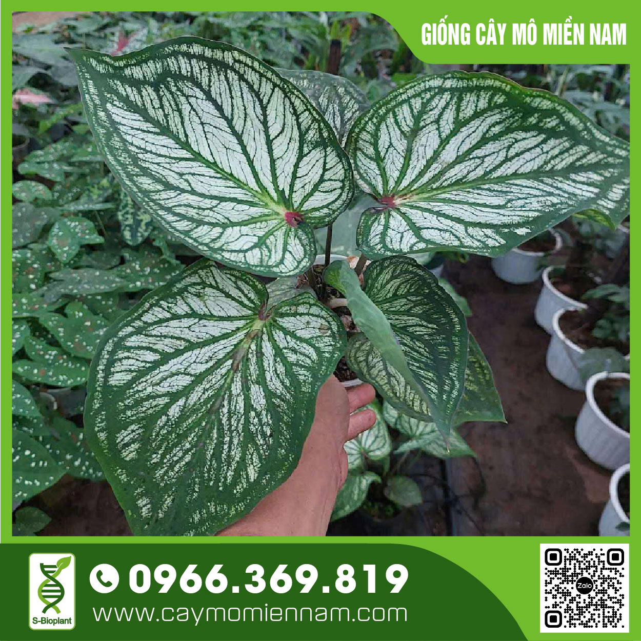 Cây thiên nga trắng