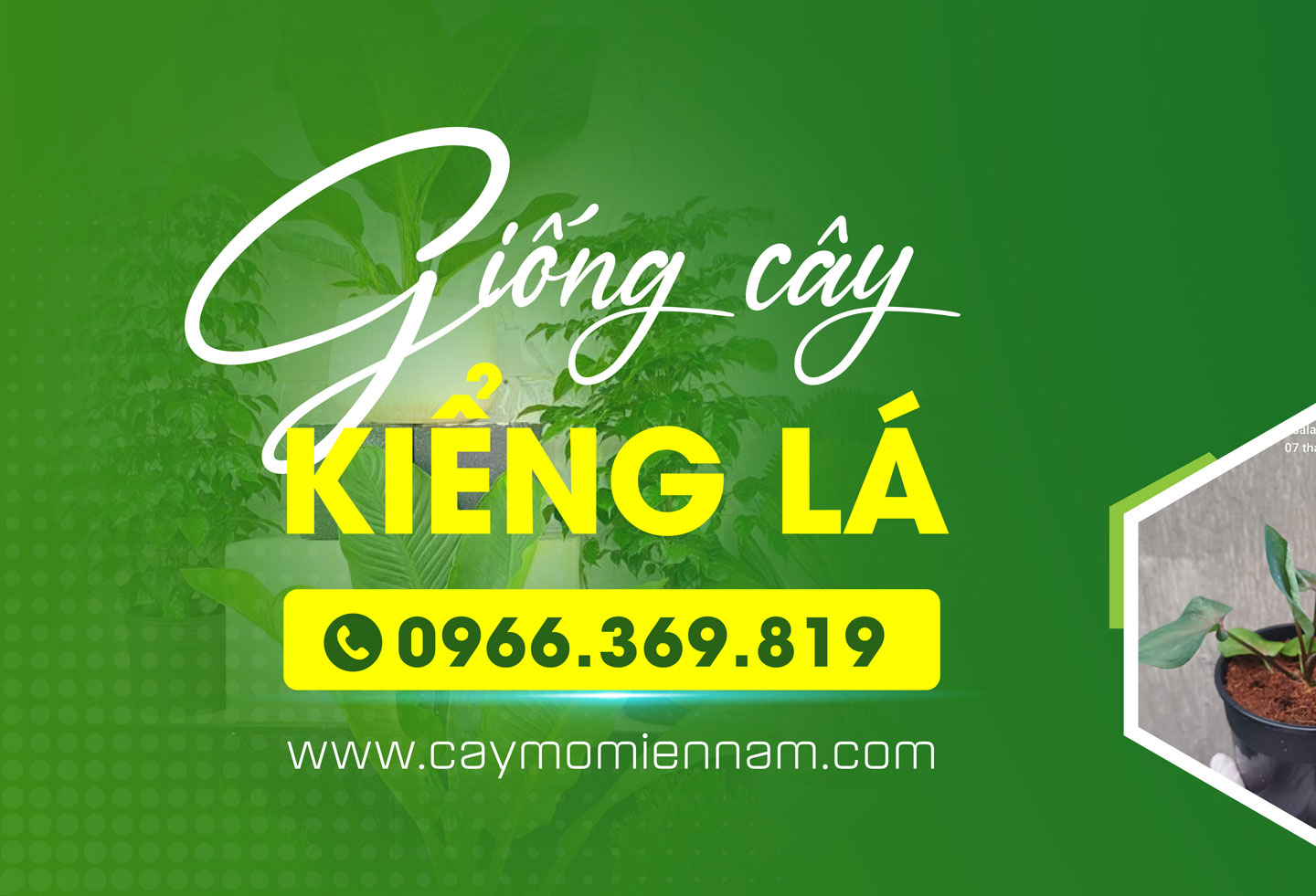 CÔNG TY TNHH GIỐNG CÂY MÔ MIỀN NAM