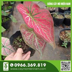 Cây thiên nga đỏ tươi