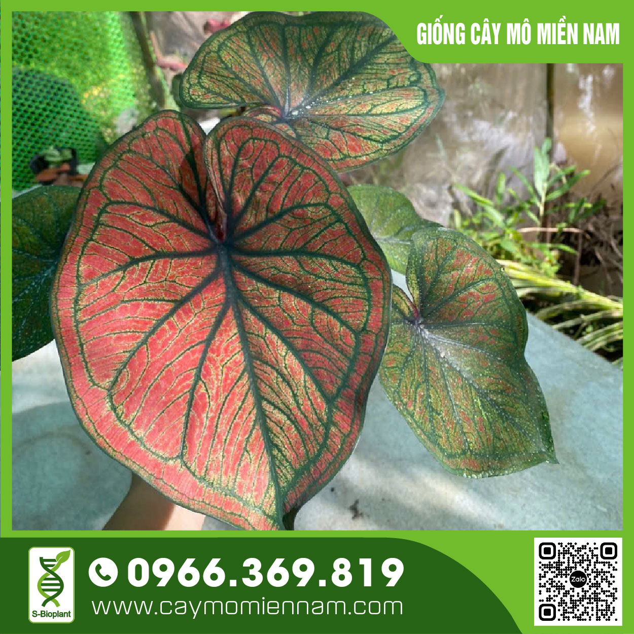 Cây thiên nga đỏ